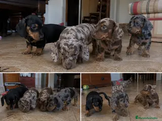 Teckel Miniatura perros TECKEL MINIATURA - ALMERIA Y ALREDEDORES - Anuncio 4