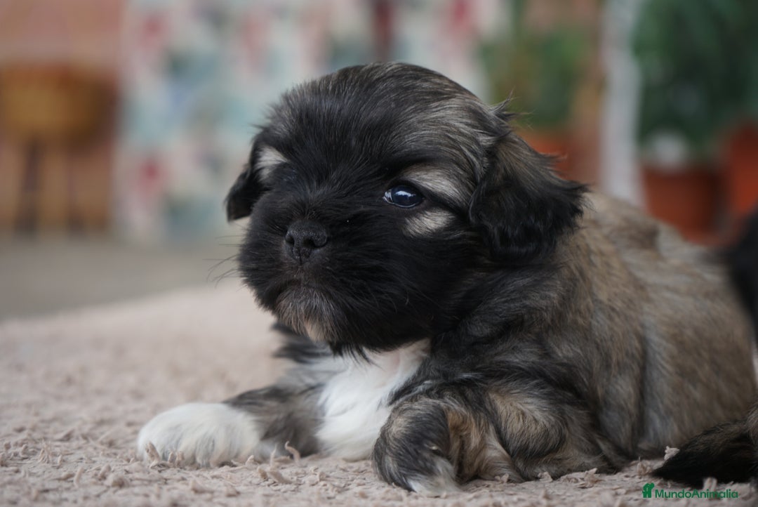 Maltipoo perros en venta: 🐾 Maxi y Boom – Maltipoo en sus primeros días 🌼 - Imagen 5