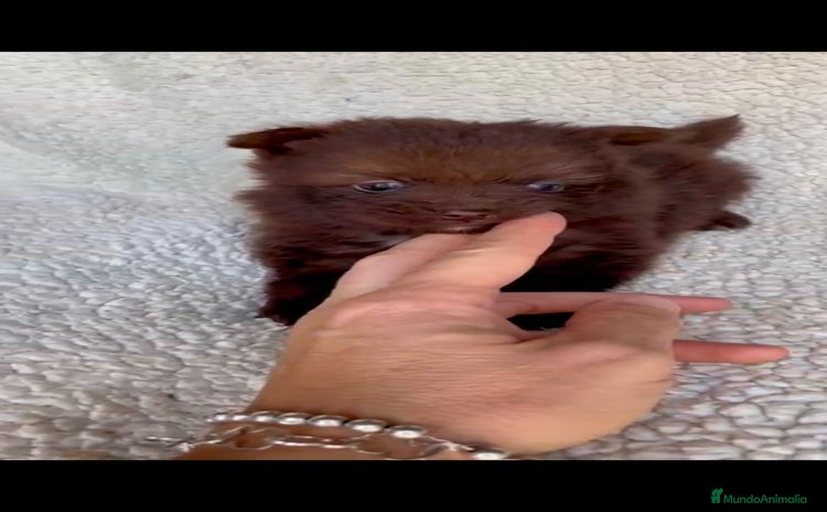 Pomerania perros - Propaganda 15