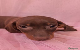 Teckel Miniatura perros en venta: Teckel Kanichen hembra chocolate 🍫 - Imagen 6