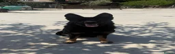 Pastor Alemán perros en venta: Pastores de trabajo - Anuncio 6