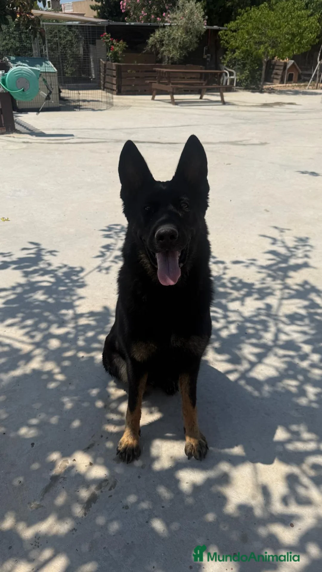 Pastor Alemán perros en venta: Pastores de trabajo - Anuncio 6