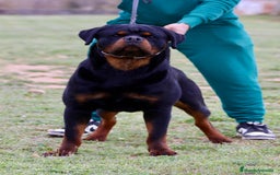 Rottweiler perros en venta: Rottweiler - Imagen 5