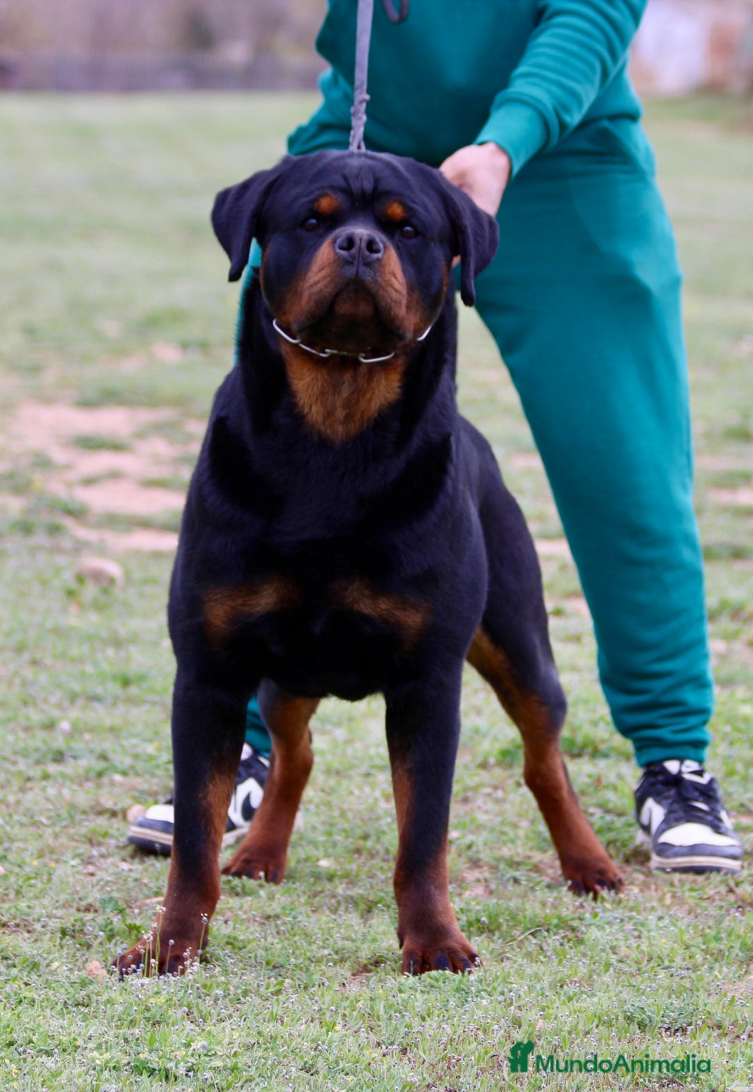 Rottweiler perros en venta: Rottweiler - Imagen 5