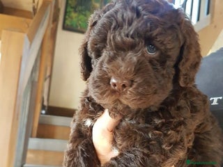 Perro de Agua Español perros en Madrid - Anuncio 5