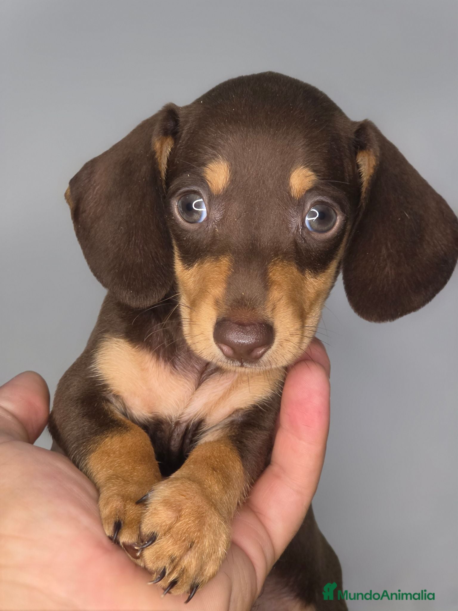 Teckel Miniatura perros Teckel chocolate inigualables  - Anuncio 5