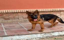Pastor Alemán perros en venta: CACHORRO DE PASTOR ALEMAN  - Imagen 1