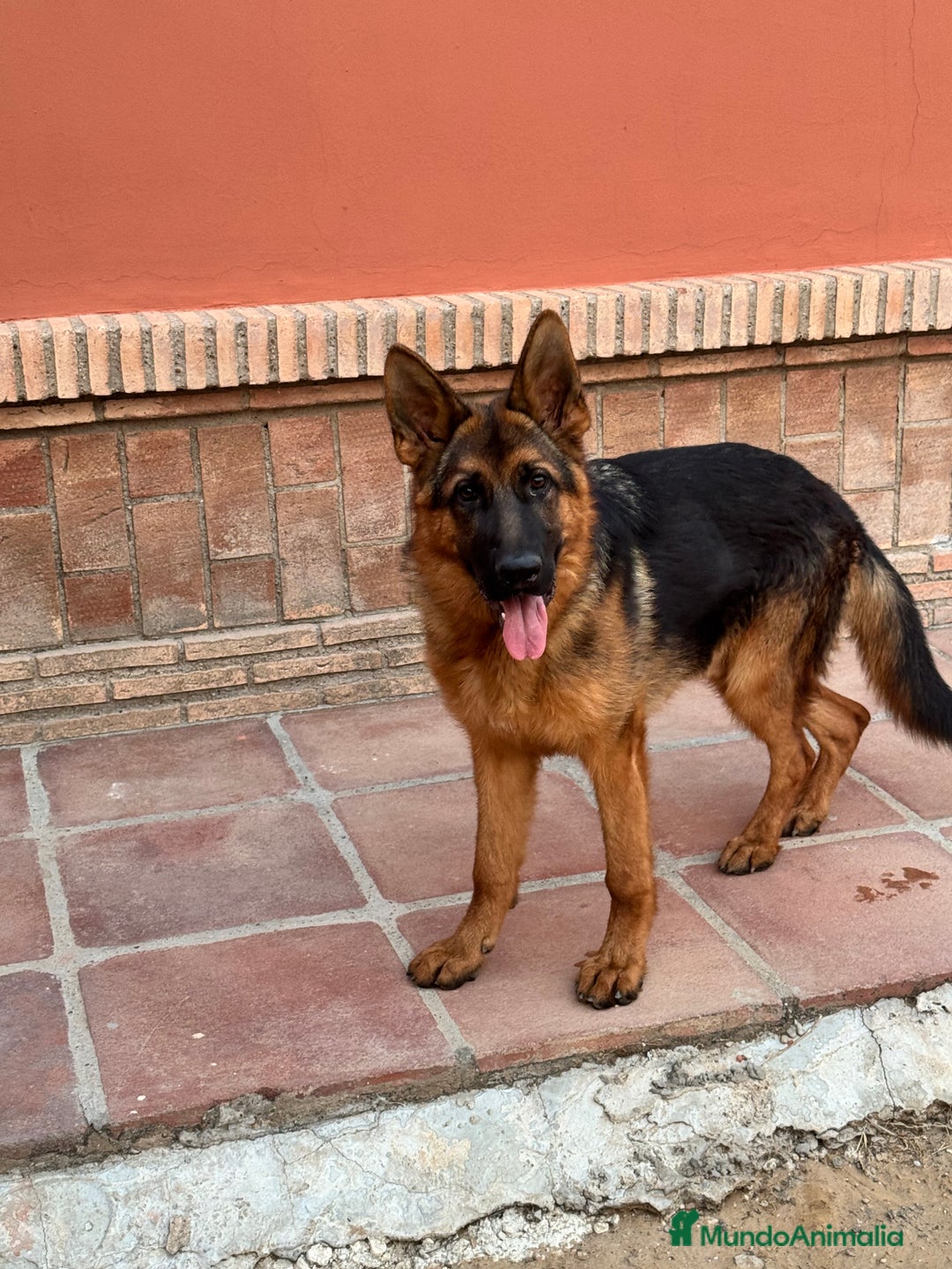 Pastor Alemán perros en venta: CACHORRO DE PASTOR ALEMAN  - Imagen 1