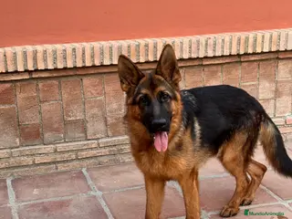 Pastor Alemán perros CACHORRO DE PASTOR ALEMAN - Anuncio 3