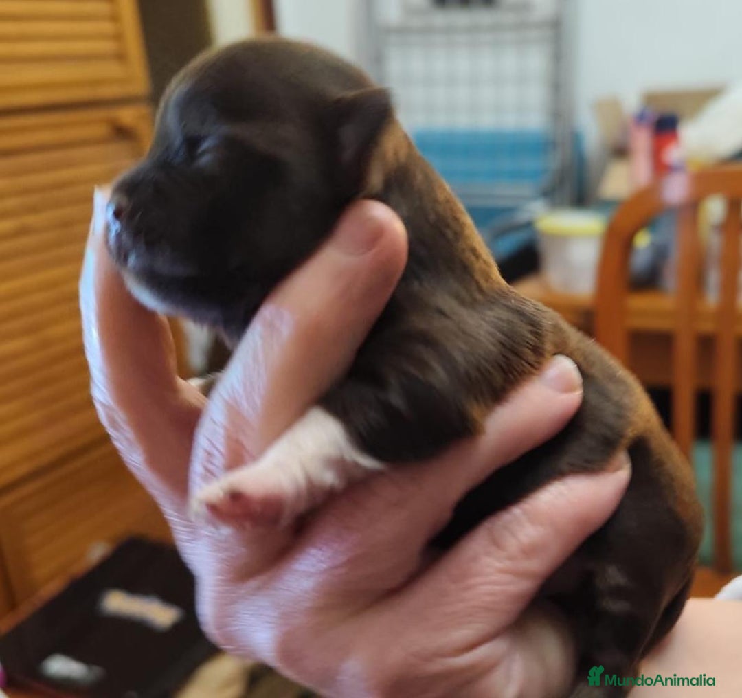 Chihuahua perros en venta: Chihuahua toy - Anuncio 1