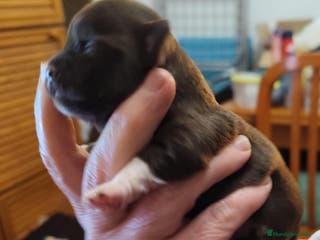 Chihuahua perros Chihuahua toy - Anuncio 30