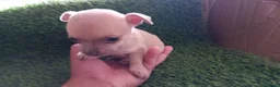 Chihuahua perros en venta: Chihuahuas micro toy máxima calidad - Anuncio 11