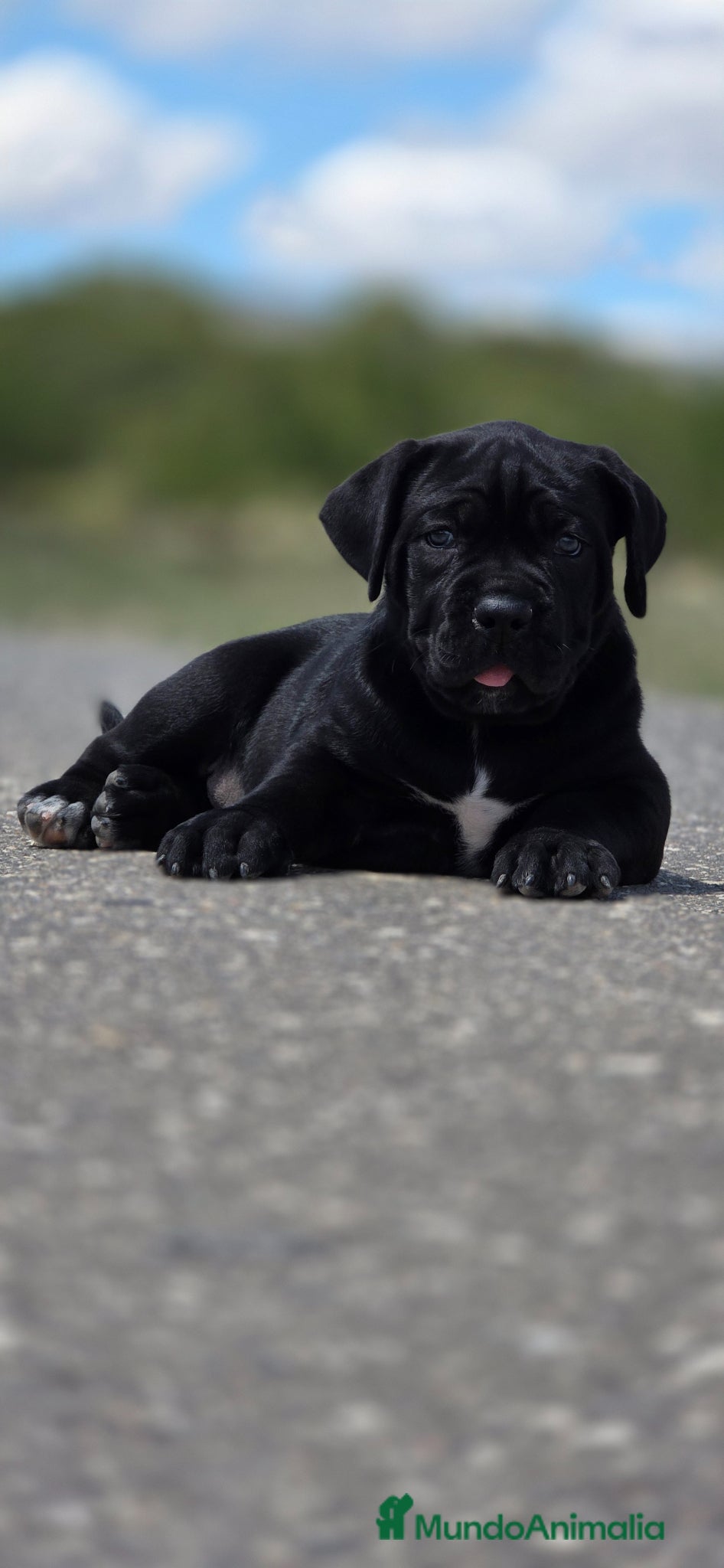 Cane Corso perros cachorros de cane corso - Anuncio 2