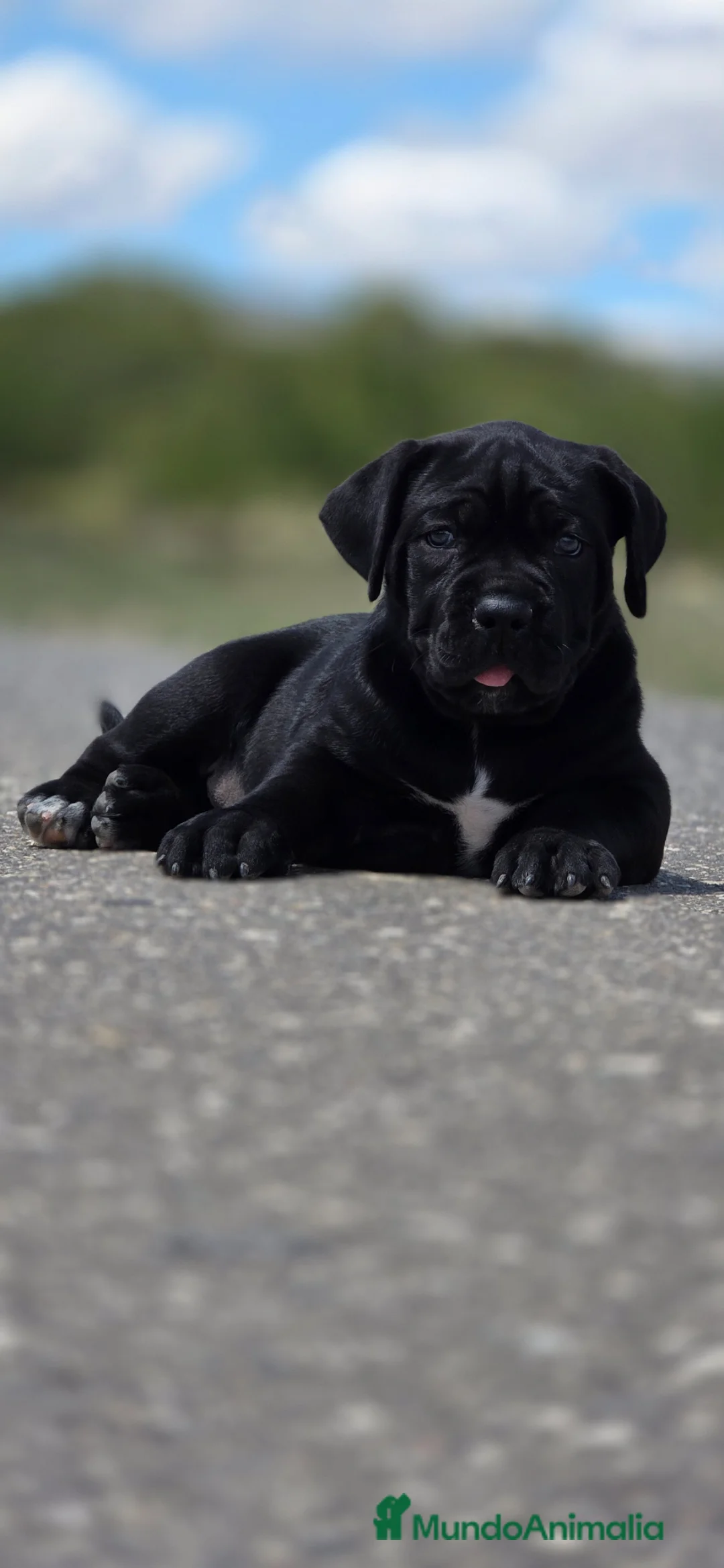 Cane Corso perros en venta: cachorros de cane corso - Anuncio 1