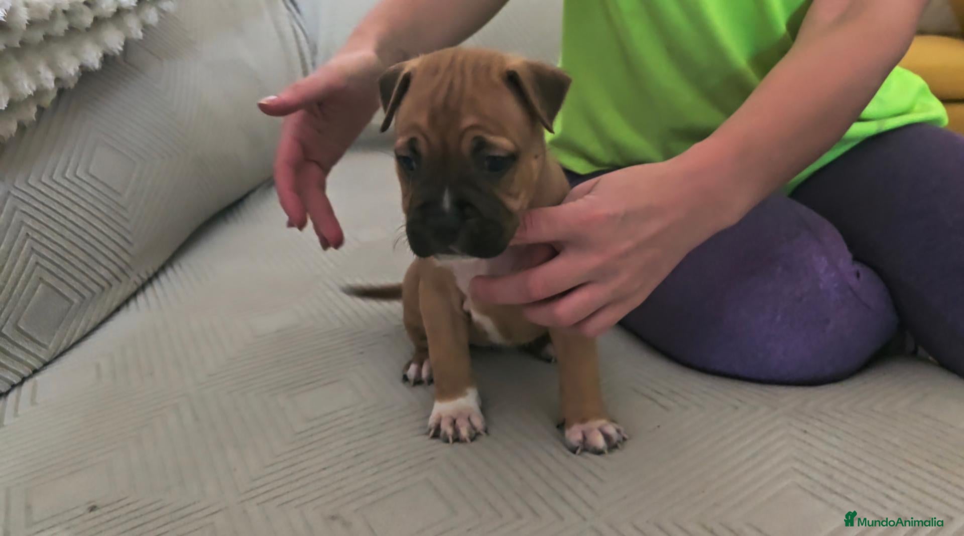 American Staffordshire-Terrier perros American Staffordshire Terrier  - Anuncio 28