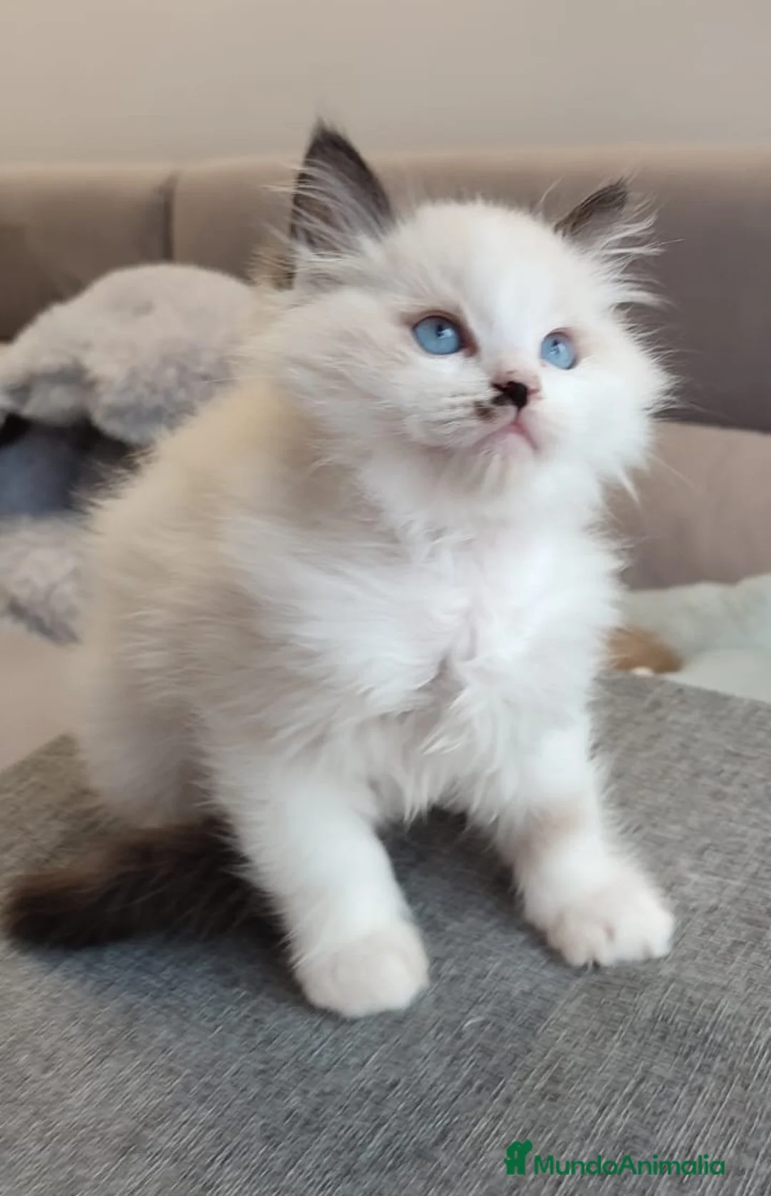 Ragdoll gatos en venta: Gatitos Ragdoll - Anuncio 27