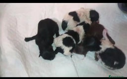 Pomchi perros en venta: Preciosa camada de pomerania  - Imagen 5