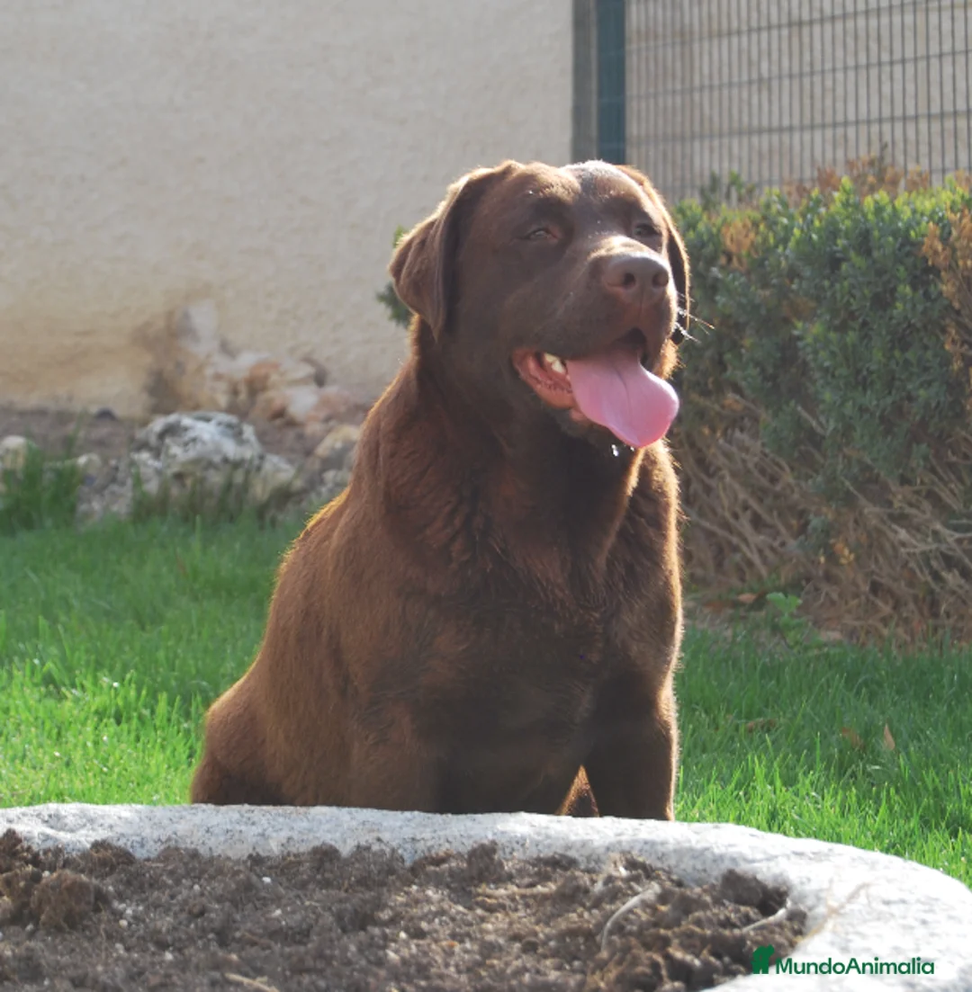 Labrador Retriever perros en venta: Labrador Retriever cachorros en Madrid - Anuncio 5