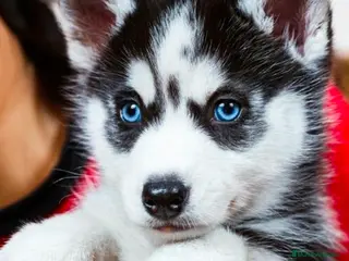 Husky Siberiano perros Husky siberiano ojos azules - Anuncio 2