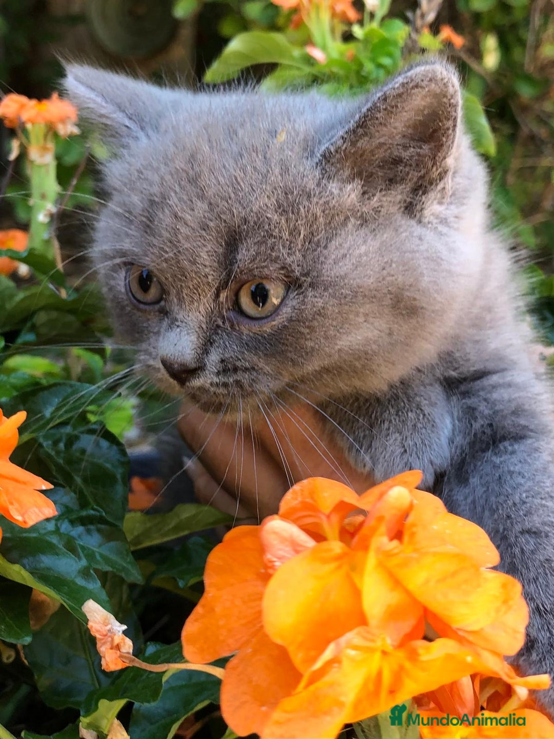 Británico de Pelo Corto gatos en venta: Gatitos British Pelo Corto - Imagen 5
