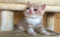 Exótico de Pelo Corto gatos en venta: Gatitos Persas Exóticos Machos - Imagen 2