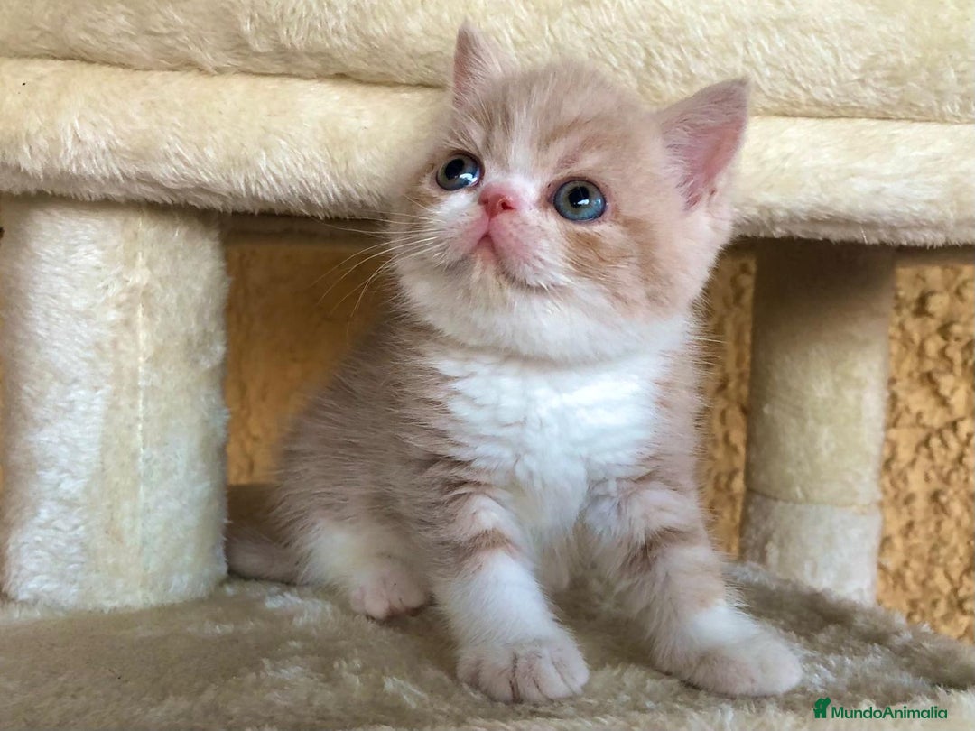 Exótico de Pelo Corto gatos en venta: Gatitos Persas Exóticos Machos - Imagen 2
