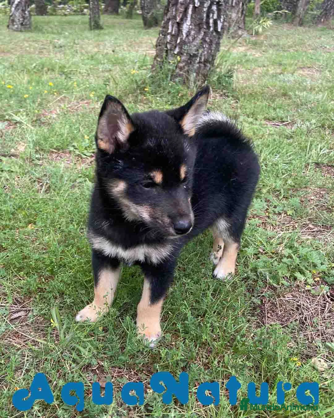 Shiba Inu perros en venta: Shiba Inu Hembra de Mayka y Silvio 1983 AQUANATURA - Anuncio 2