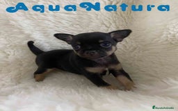 Chihuahua perros en venta: Chihuahua Hembra de Merla y Choc - Imagen 7