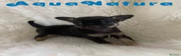Chihuahua perros en venta: Chihuahua Hembra de Merla y Choc - Anuncio 7