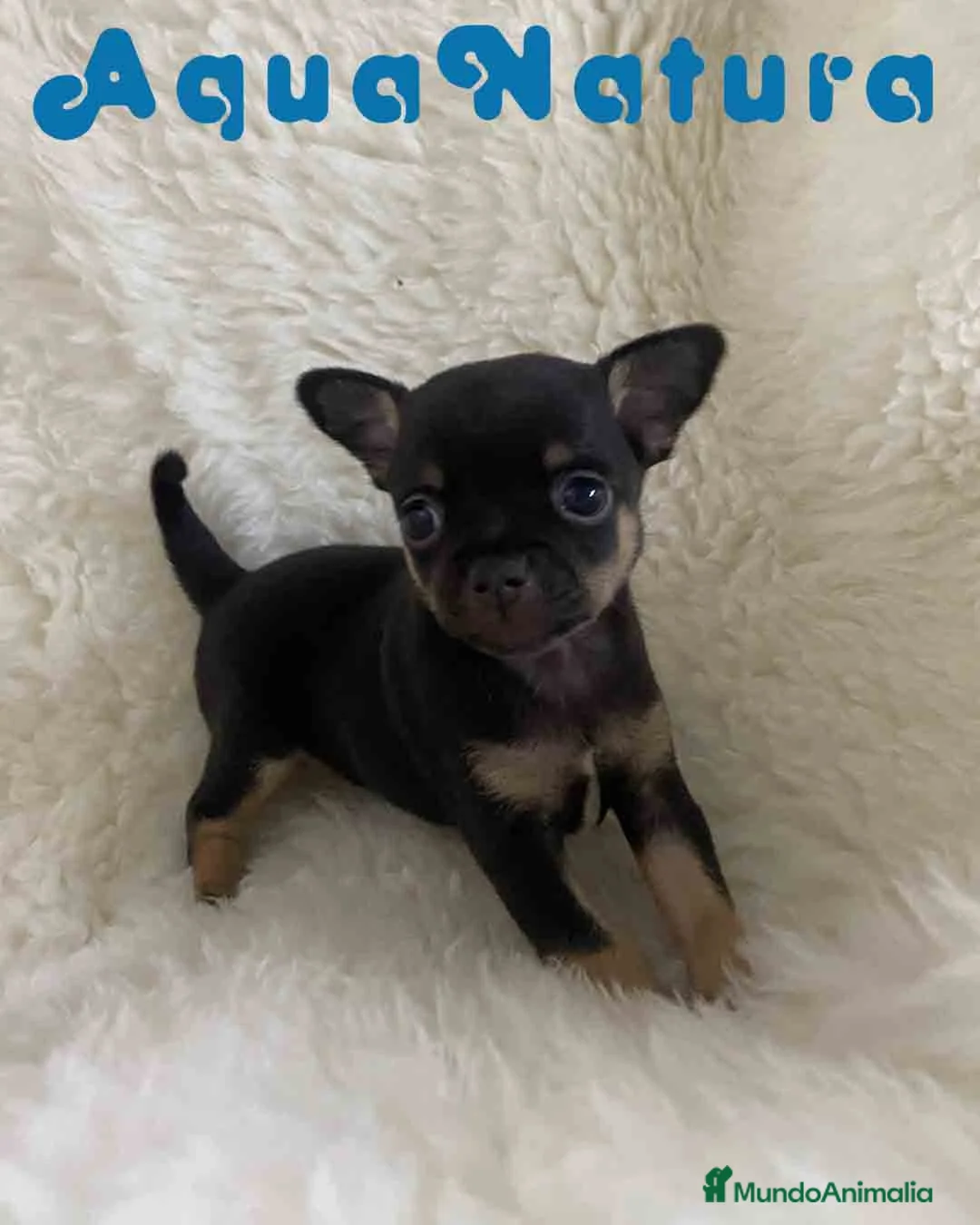 Chihuahua perros en venta: Chihuahua Hembra de Merla y Choc - Anuncio 7