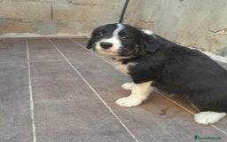 Border Collie perros en venta: BORDER COLLIE SABLE - Imagen 11