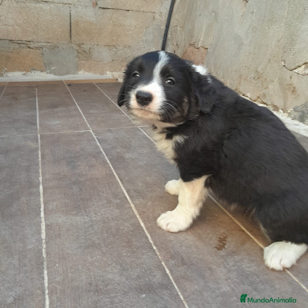 Border Collie perros en venta: BORDER COLLIE SABLE - Imagen 11