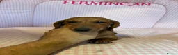 Teckel Miniatura perros en venta: CACHORRITA DE TECKEL MINIATURA  - Anuncio 3
