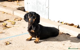 Teckel Miniatura perros en venta: Camada de Teckel miniatura disponible!  - Anuncio 2