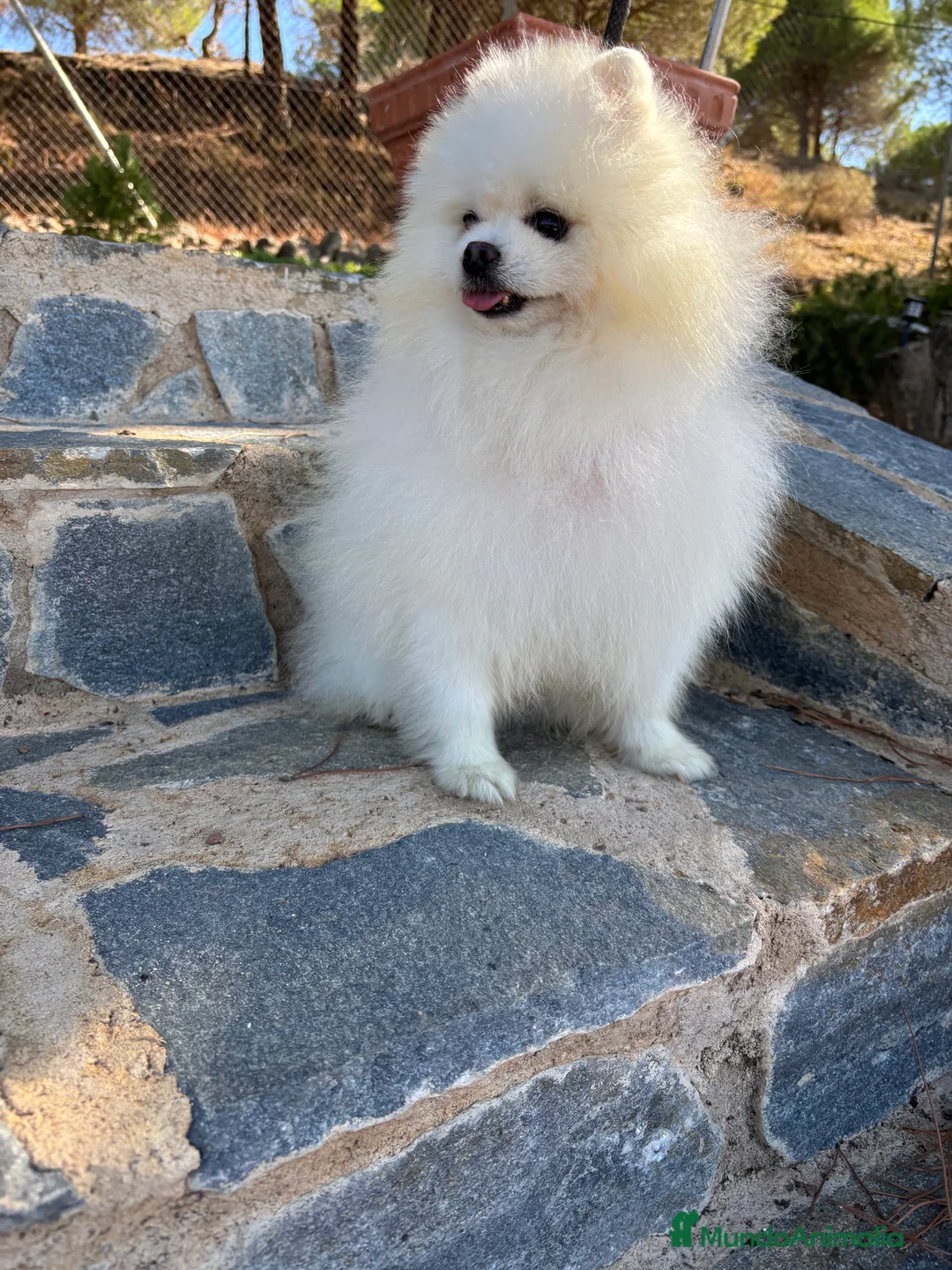Pomerania perros en venta: Pomerania excelentes lineas  - Anuncio 7