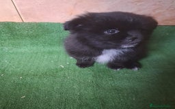 Raza Mixta perros en venta: Pomerania con Yorsay  - Anuncio 4