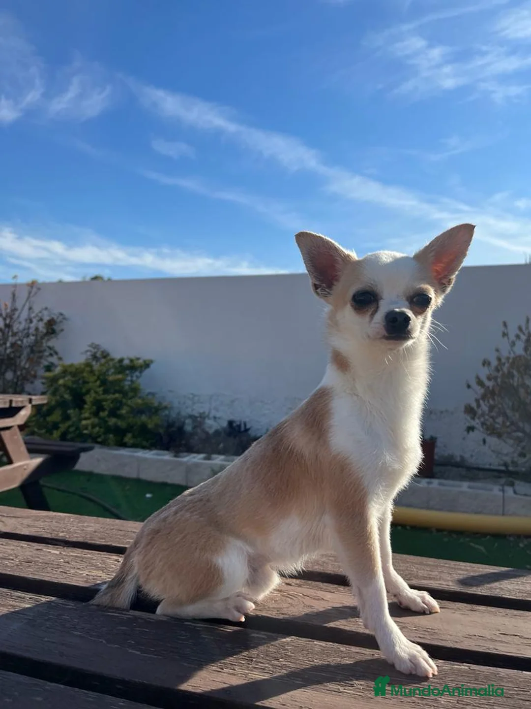 Chihuahua perros para monta: Semental para montas en Valencia - Anuncio 3
