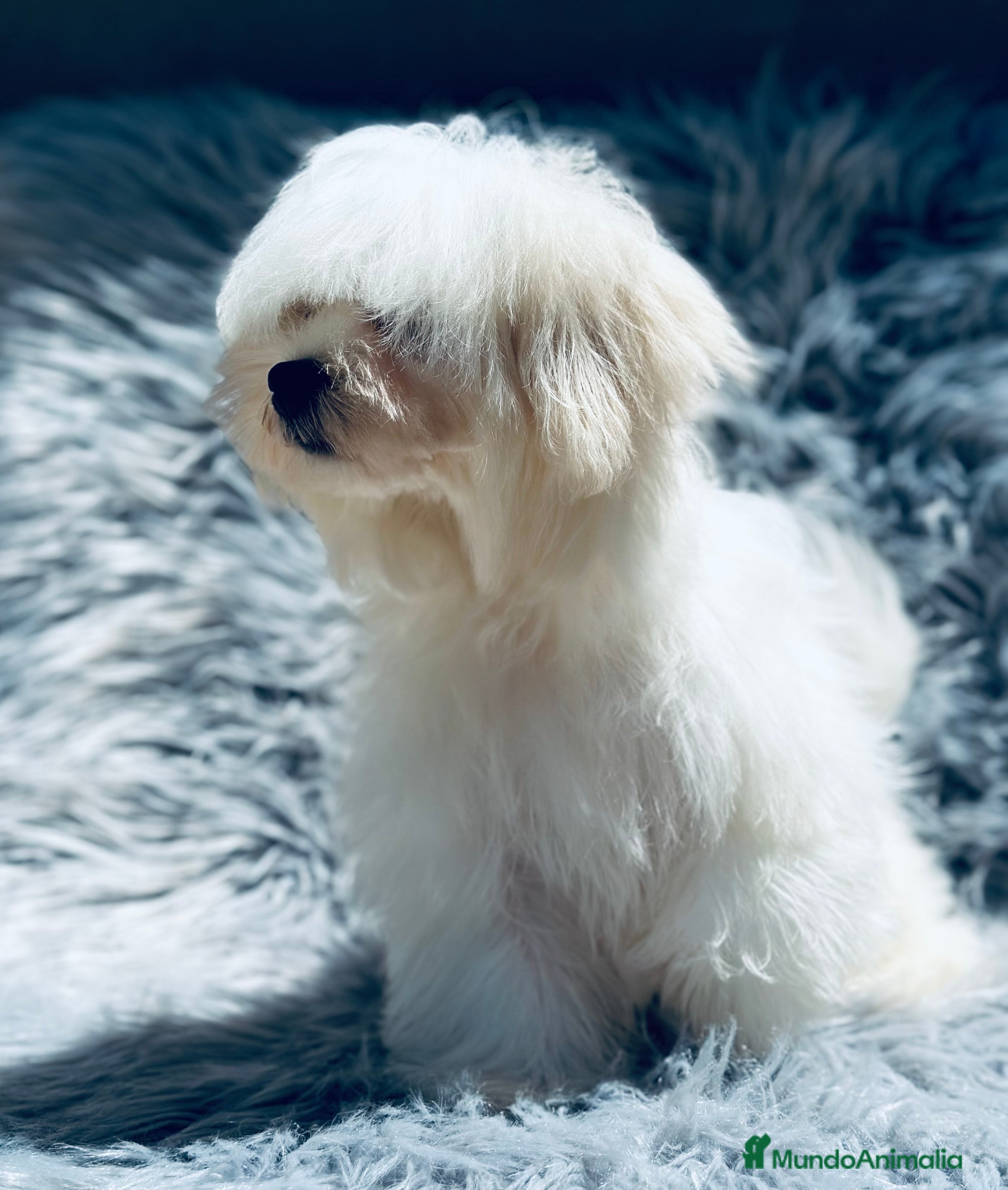 Bichón Maltés perros BICHÓN MALTES TOY ESPECTACULAR - Anuncio 2