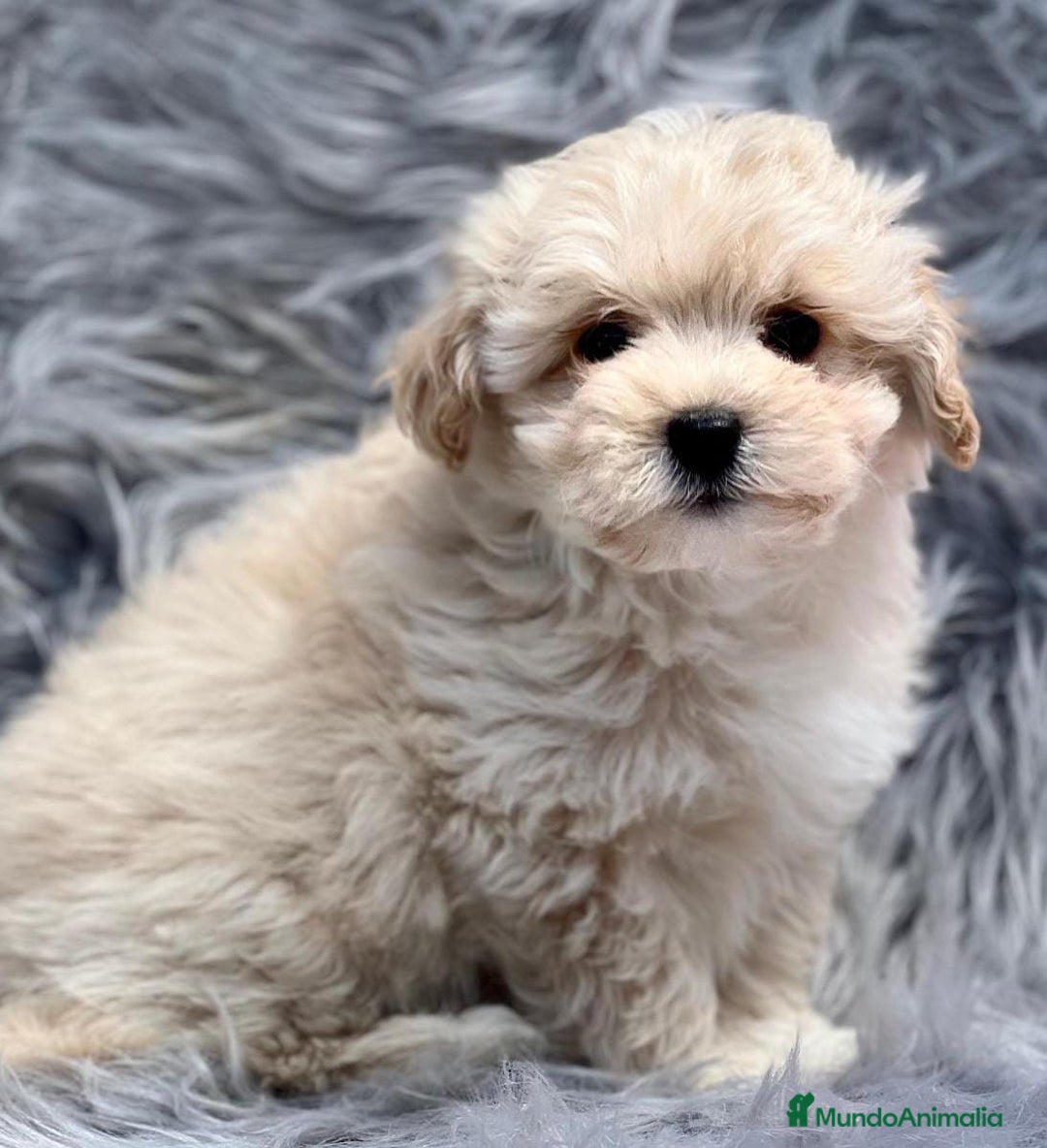Maltipoo perros en venta: Maltipoo  - Imagen 4