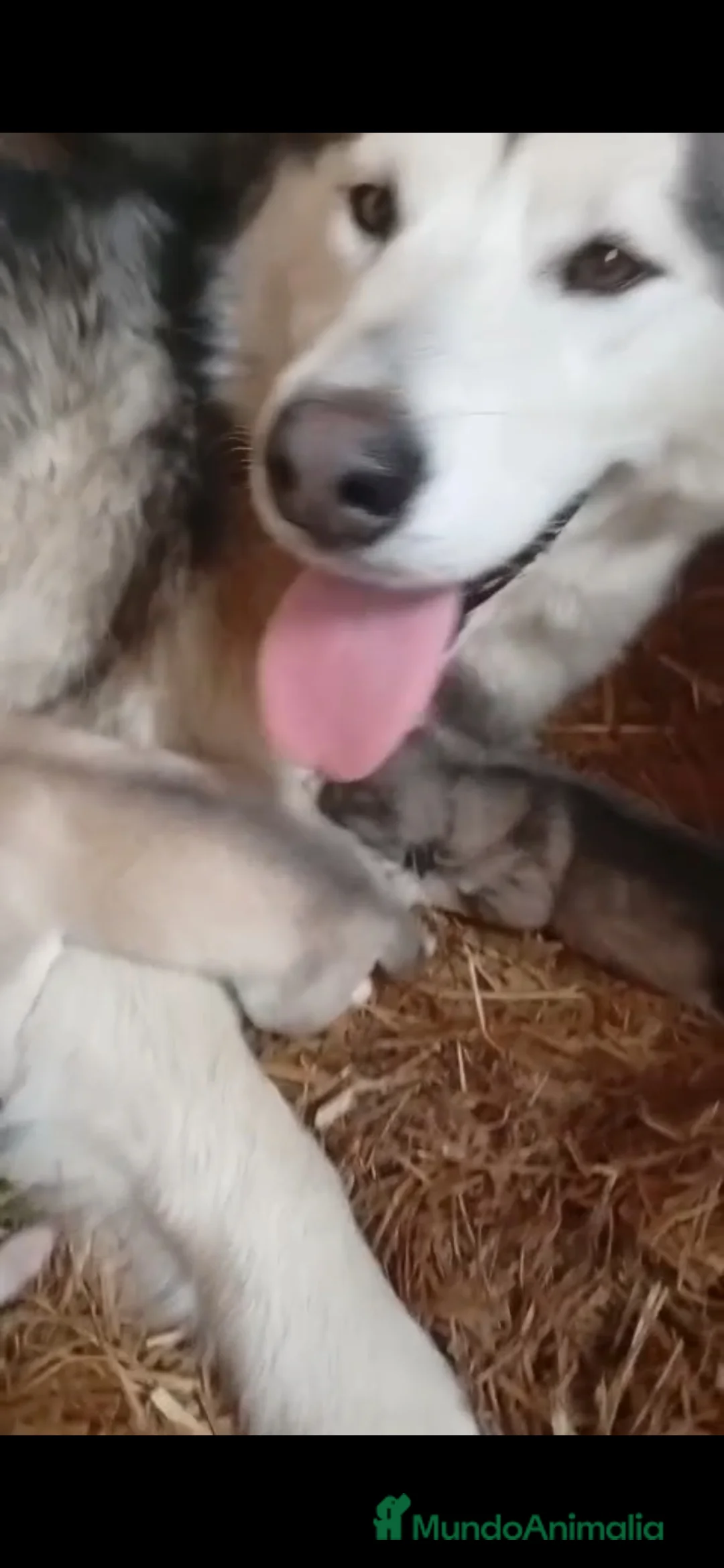 Alaskan Malamute perros en venta: Alaska Malamute  - Anuncio 3