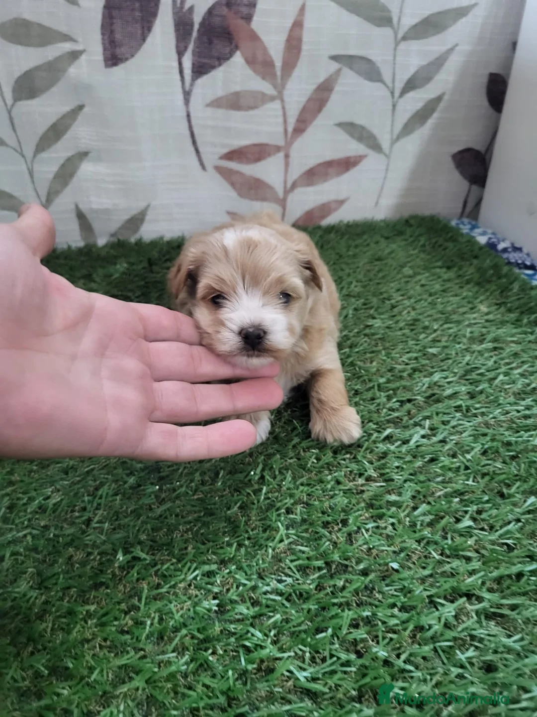 Maltipoo perros en venta: Maltipoo - Anuncio 2