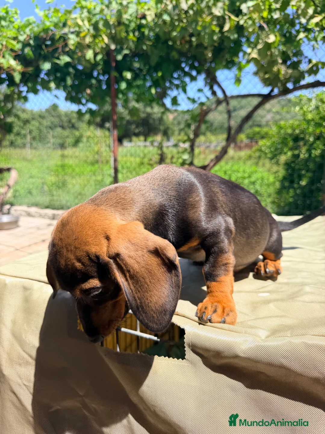 Teckel Miniatura perros en venta: TECKEL MACHO MINIATURA - Anuncio 5