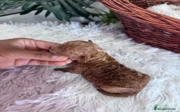 Caniche Toy perros en venta: CANICHE TOY MACHO - Imagen 2