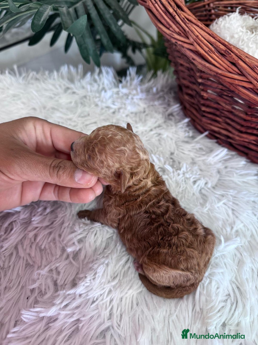 Caniche Toy perros en venta: CANICHE TOY MACHO - Imagen 2