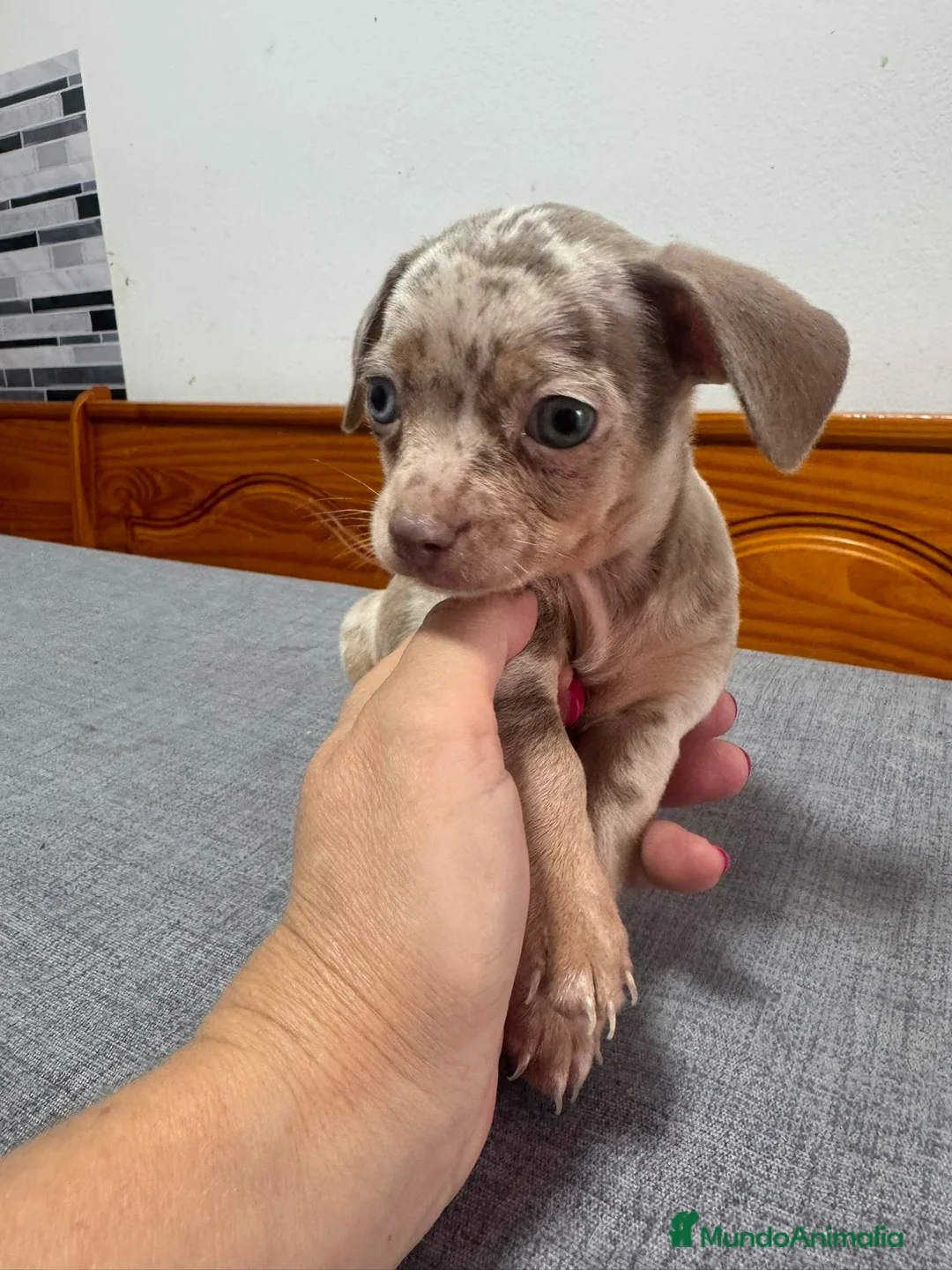 Chihuahua perros en venta: Chihuahua merle exotico - Anuncio 2
