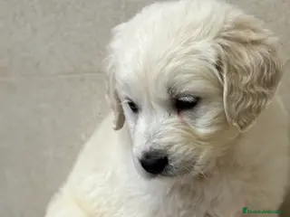 Golden Retriever perros ÚLTIMO GOLDEN DISPONIBLE!!! en Alicante - Anuncio 1