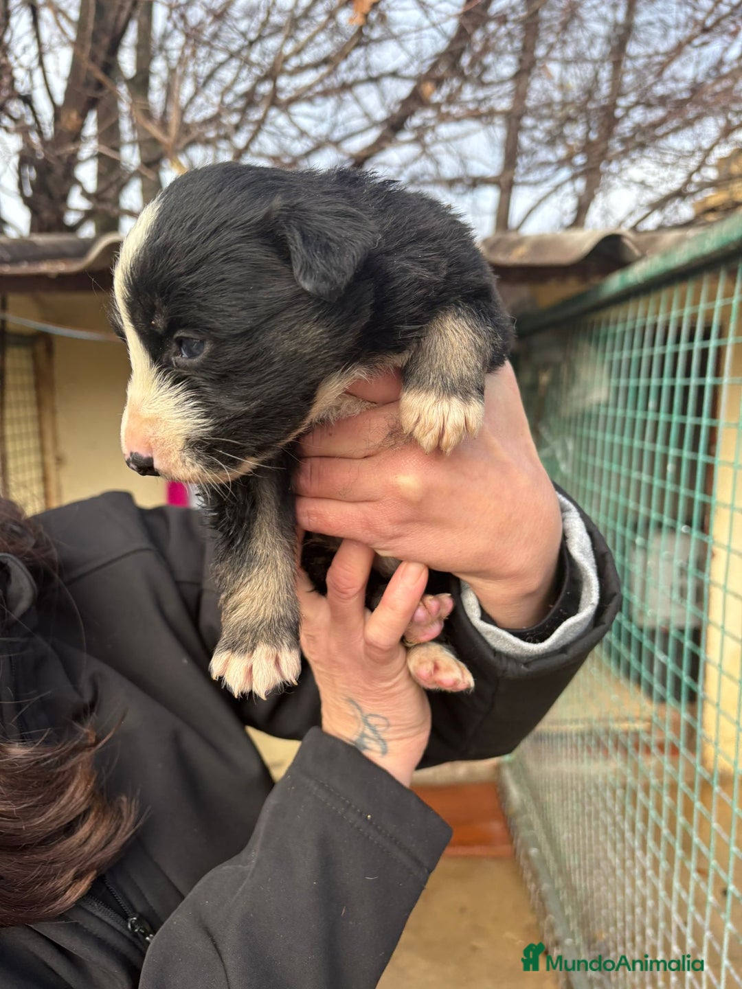 Border Collie perros en venta: Cachorro de Border Collie macho negro  - Anuncio 11