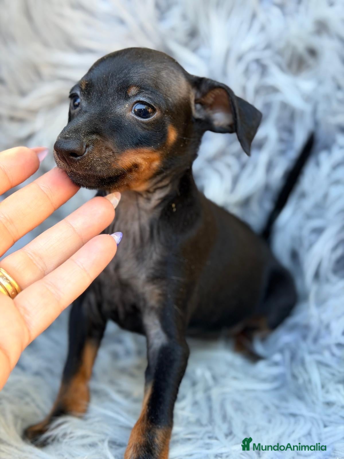 Pinscher Miniatura perros Macho pinscher miniatura 💙🐾 - Anuncio 2