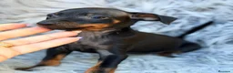 Pinscher Miniatura perros en venta: Macho pinscher miniatura 💙🐾 - Anuncio 1