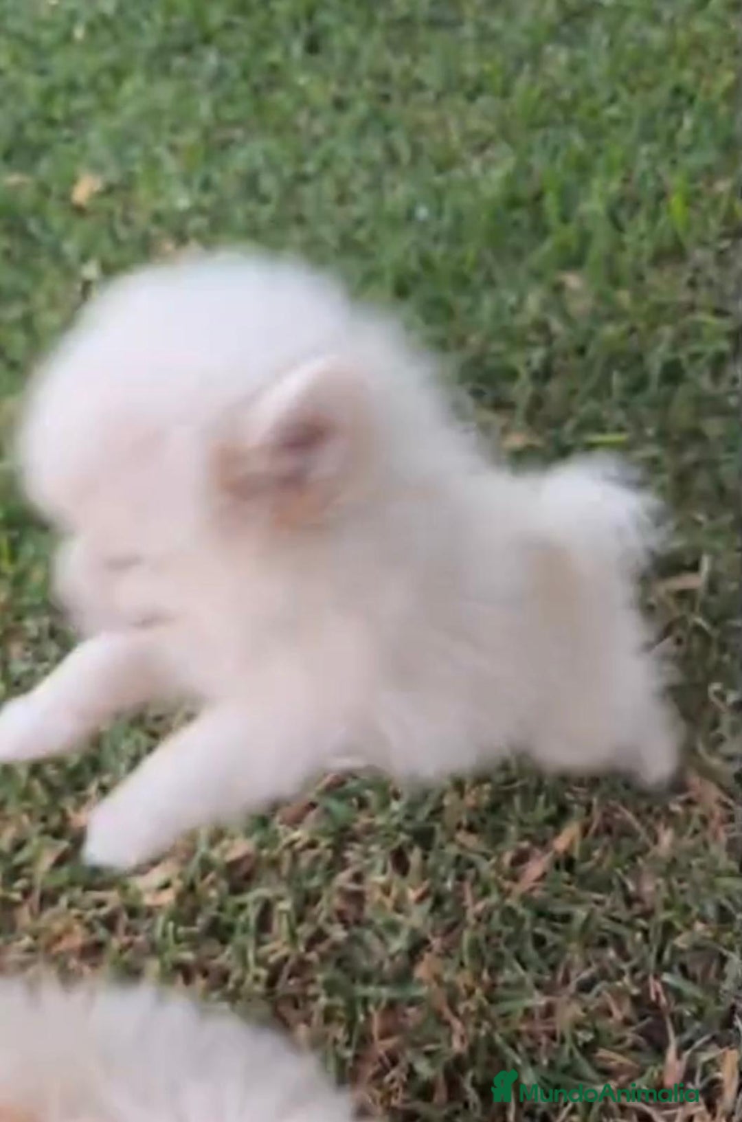 Pomerania perros en venta: Lulu pomerania toy - Imagen 6